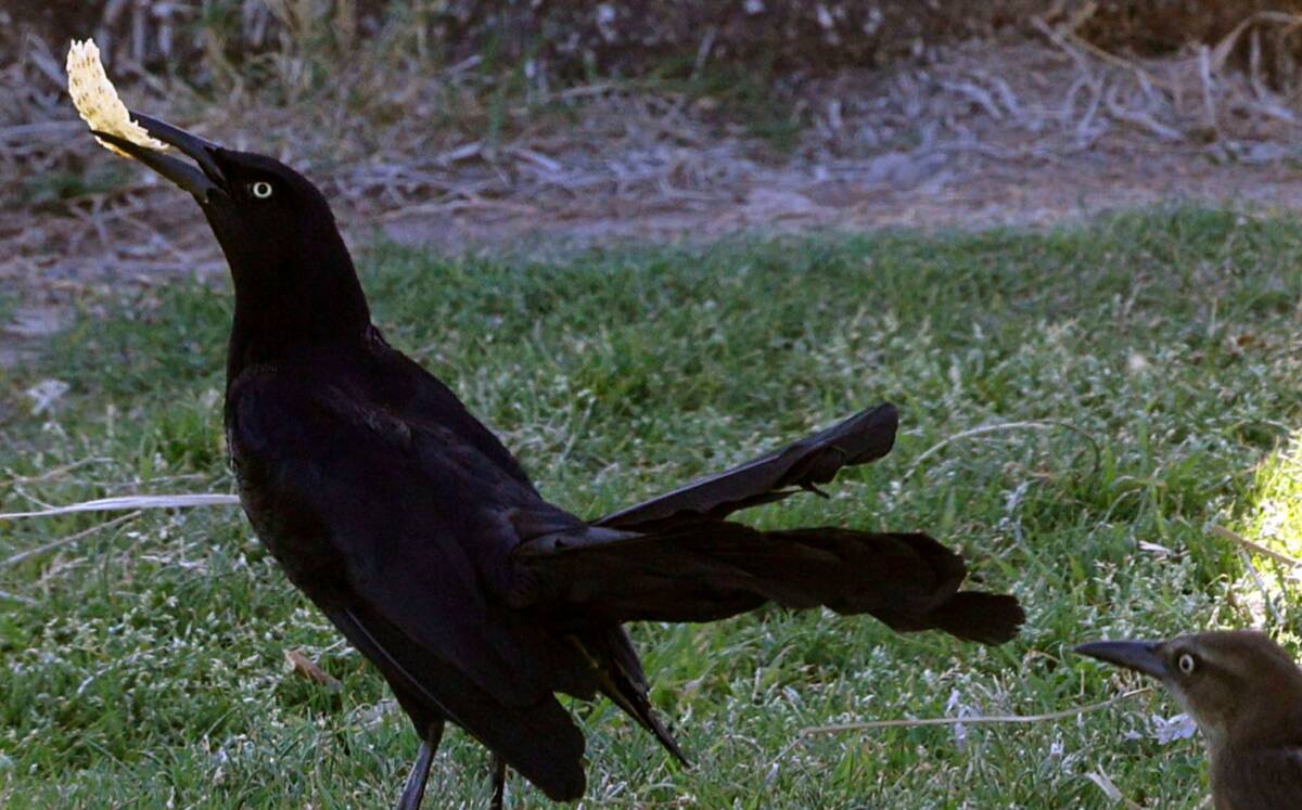 A great-tailed grackle finds a piece of food at Sunset Park, Monday, April 24, 2023, in Las Veg ...