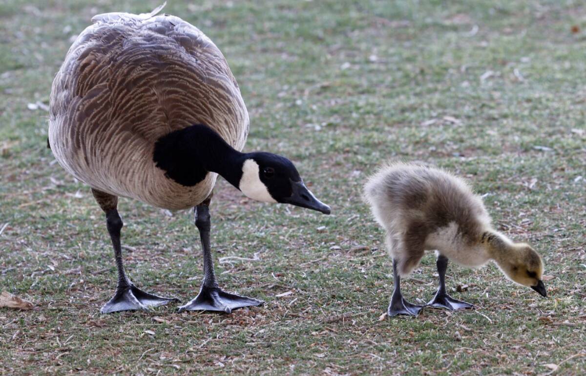 A goose and a chick walk together at Sunset Park, Monday, April 24, 2023, in Las Vegas. (Chitos ...