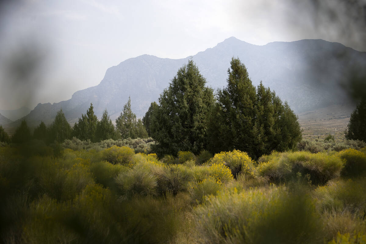 Rocky Mountain junipers are among the vegetation in the Swamp Cedars area, seen in September 20 ...