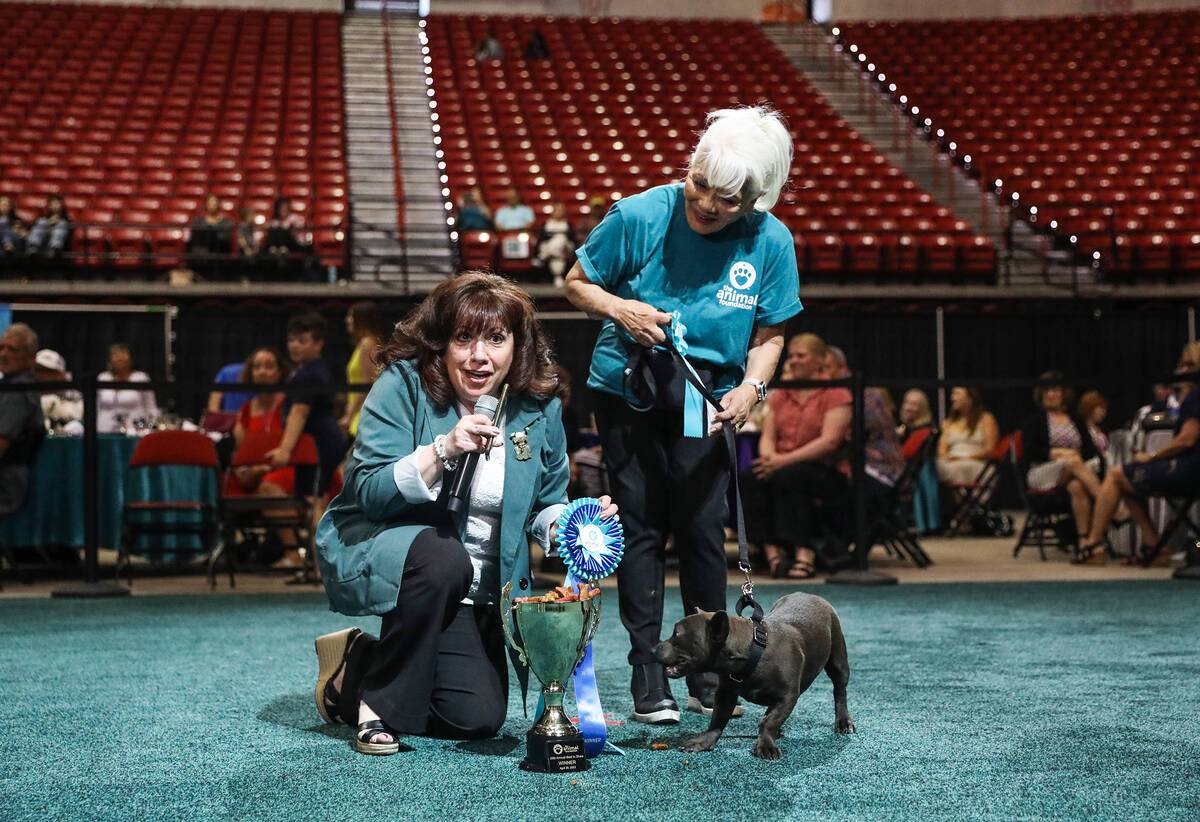 Chihuahua mix wins Animal Foundation’s Best in Show | Local