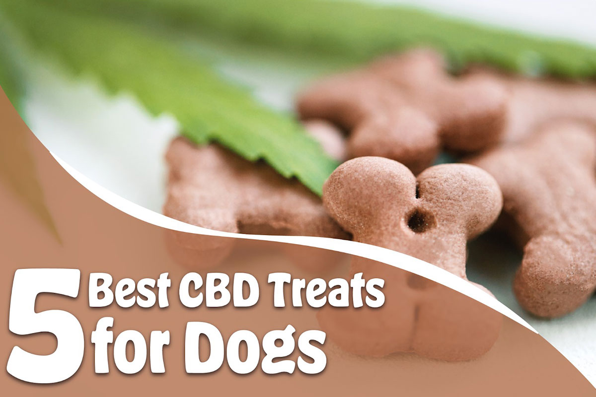 5 Best CBD Treats for Dogs in 2023 - Vimarsana News