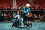 Chihuahua mix wins Animal Foundation’s Best in Show — PHOTOS