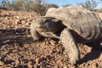 A little slow: Mojave Max emerges from historic slumber