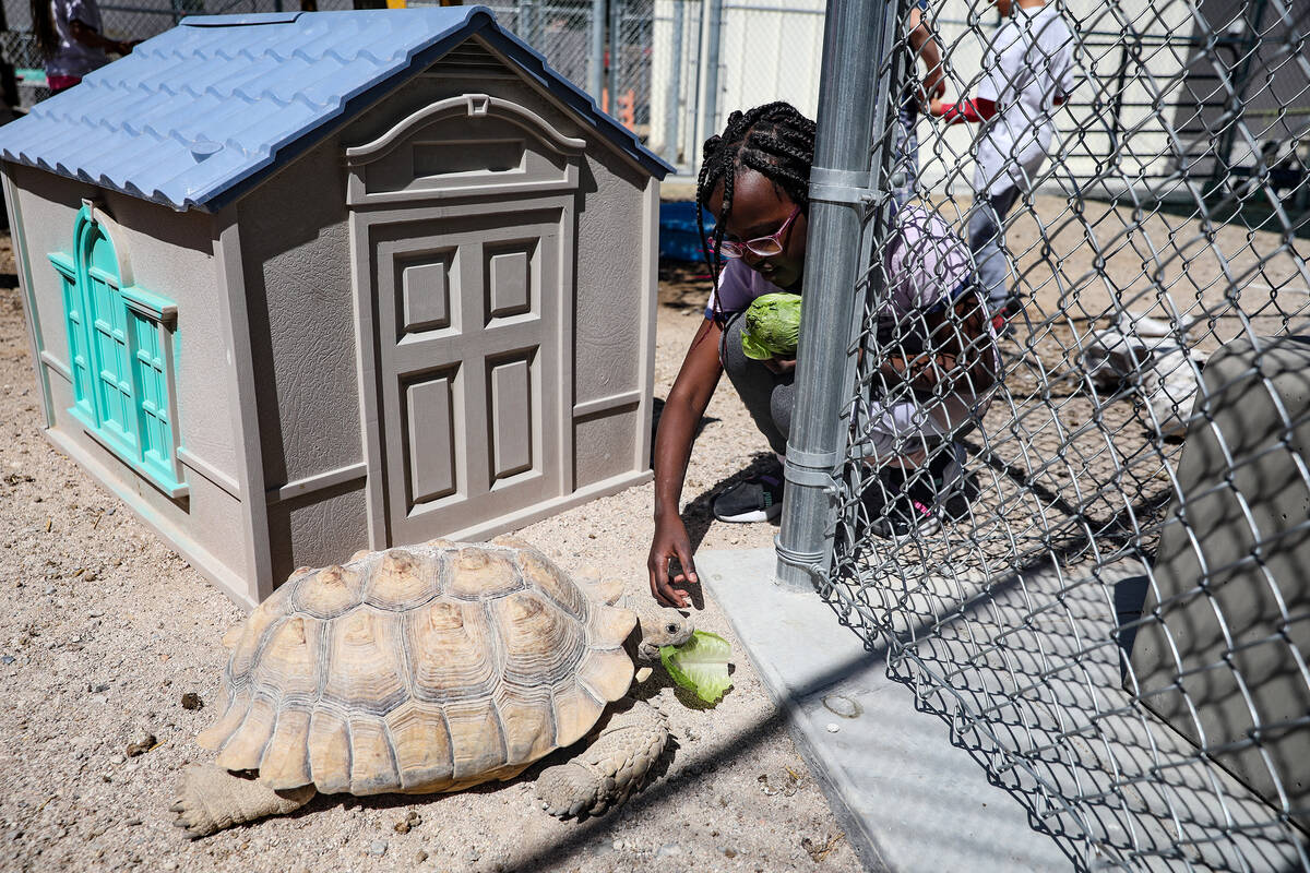 Brielle Kipyegon, 10, feeds a tortoise named Poptart at Hoggard Math & Science Magnet Eleme ...