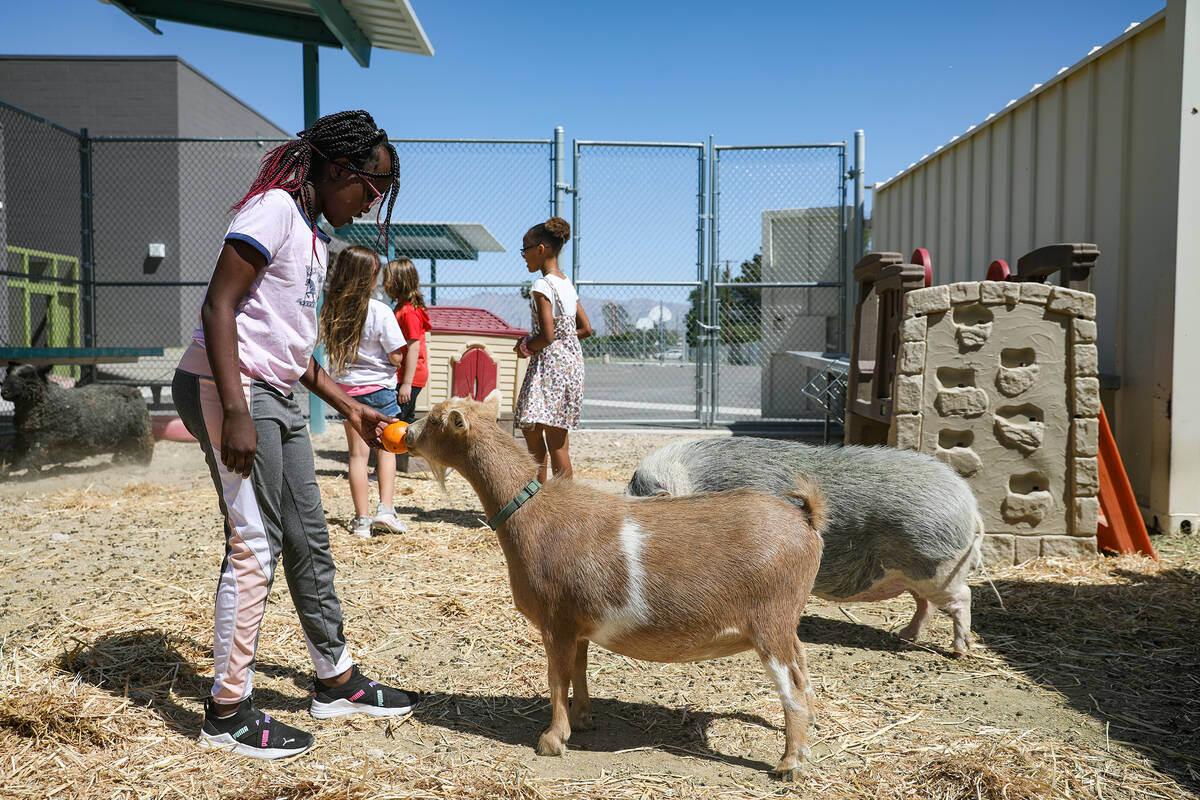 Brielle Kipyegon, 10, feeds a goat named Maybelle at Hoggard Math & Science Magnet Elementa ...