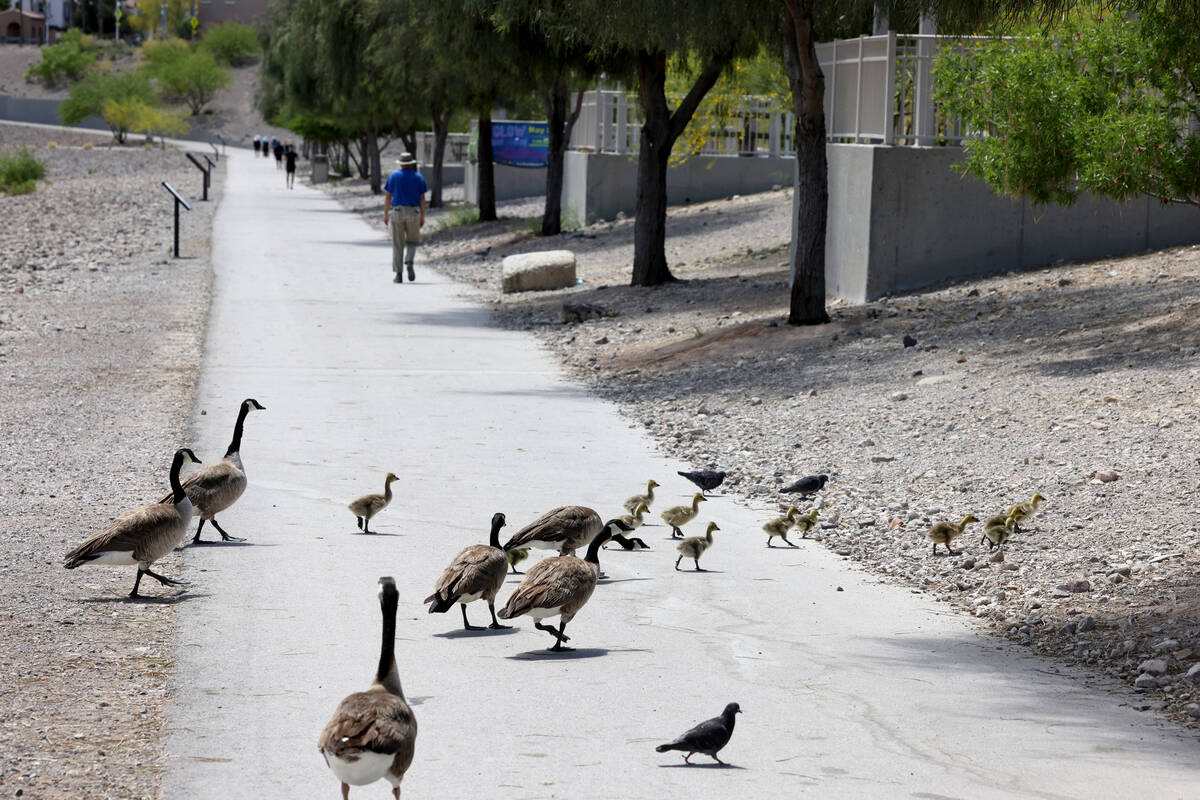 Canada geese and their goslings at Cornerstone Park in Henderson Friday, May 5, 2023. (K.M. Can ...