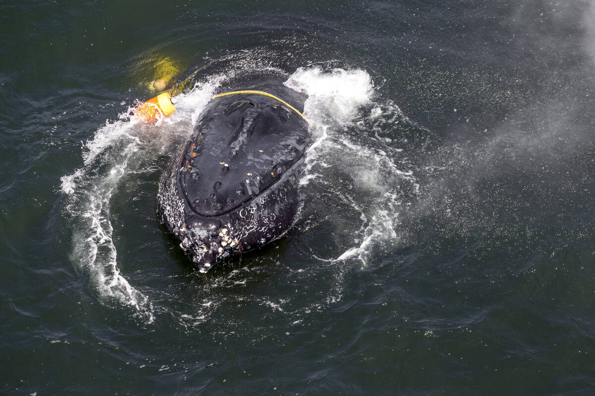 This photo shows a humpback whale entangled in fishing line, ropes, buoys and anchors in the Pa ...