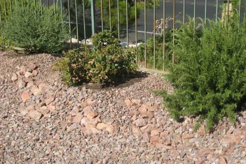 Dropped or dead leaves is a symptom of problems for this Indian hawthorn. Signs are very differ ...