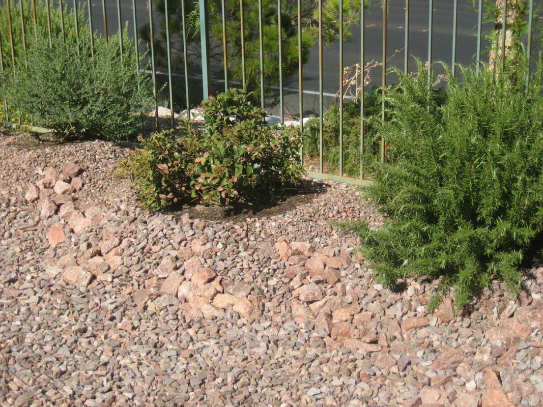 Dropped or dead leaves is a symptom of problems for this Indian hawthorn. Signs are very differ ...