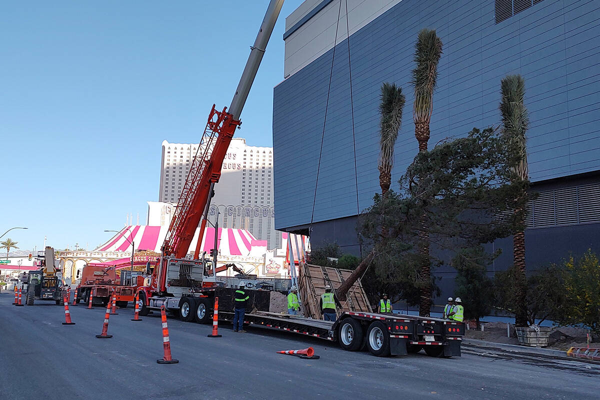 Trees are put in place outside the Fontainebleau Las Vegas on the Strip Tuesday, May 2, 2023. T ...