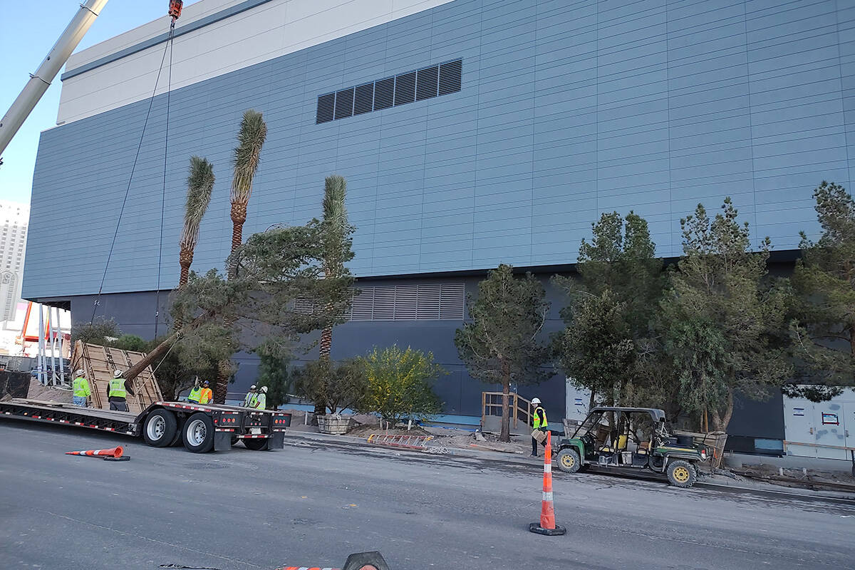 Trees are put in place outside the Fontainebleau Las Vegas on the Strip Tuesday, May 2, 2023. T ...