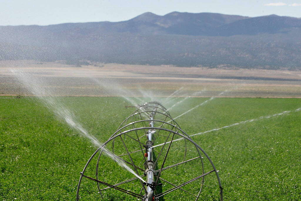Alfalfa is watered at the Herbecke Ranch in the Spring Valley near Great Basin National Park on ...