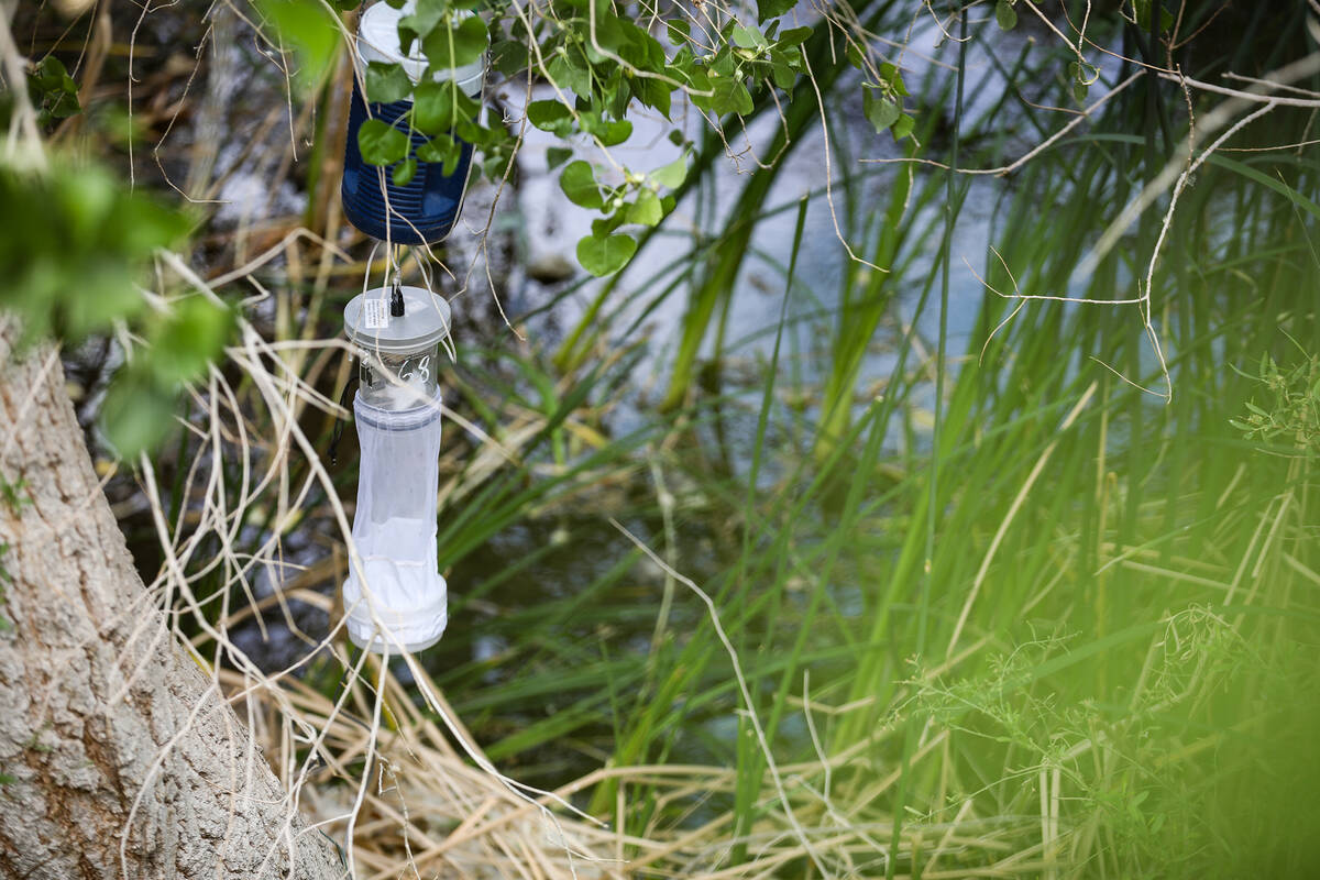 A mosquito trap hangs in a tree at the Clark County Wetlands in Las Vegas, Thursday, May 4, 202 ...