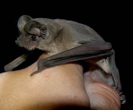 (Photo courtesy Nevada Department of Wildlife)