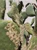 Sweetness of paddle-tail cactus attracts predators