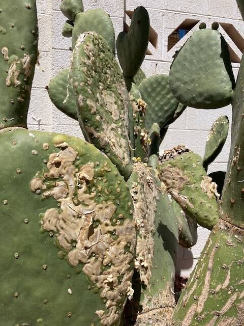 This Opuntia type cactus has scarring on the pads. (Bob Morris)