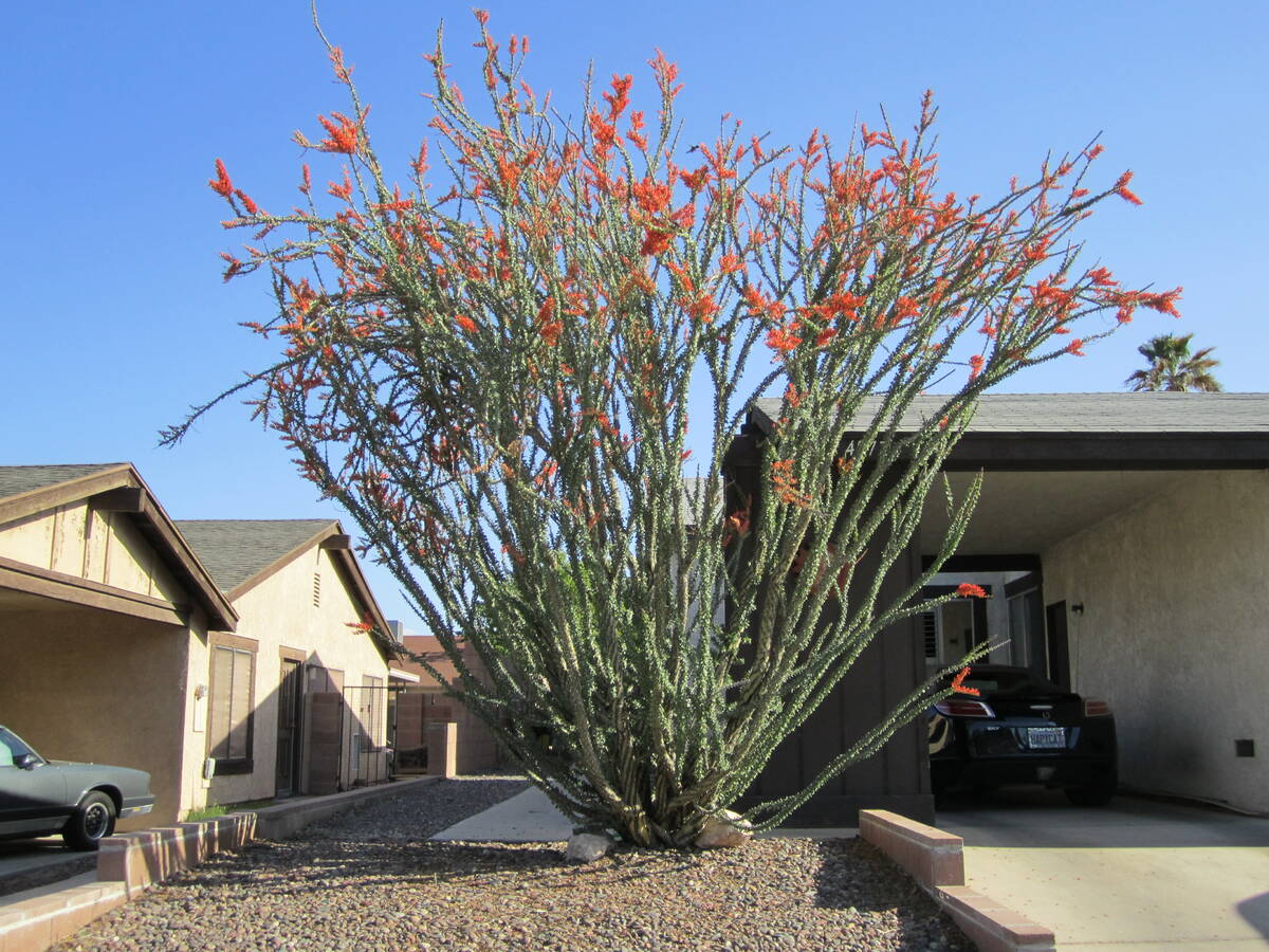 This is an older and larger ocotillo that has filled out. (Courtesy Cathy and Bill Bernal)