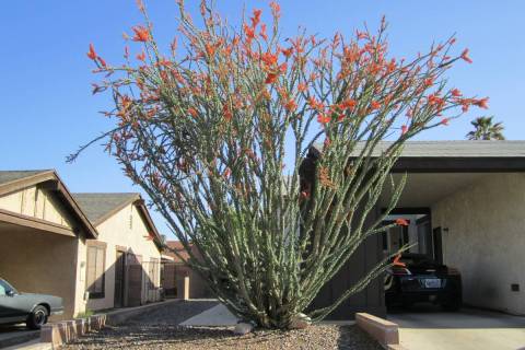 This is an older and larger ocotillo that has filled out. (Courtesy Cathy and Bill Bernal)