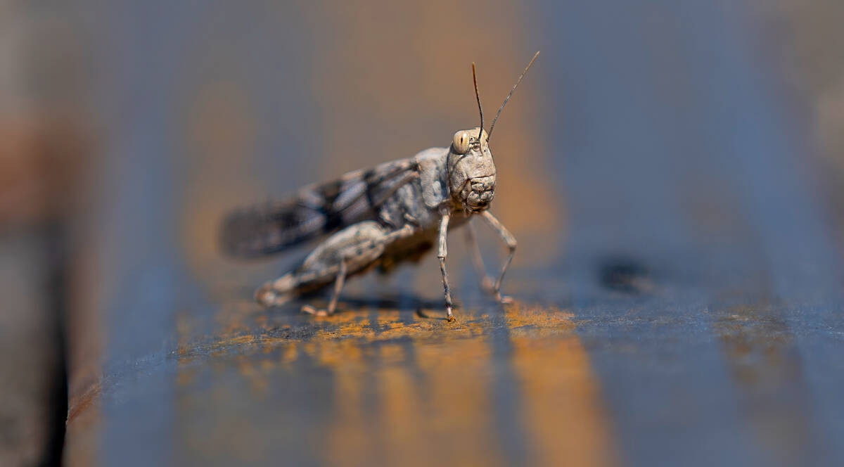 A grasshopper rests on a train rail on Thursday, May 18, 2023, in Las Vegas. (L.E. Baskow/Las V ...