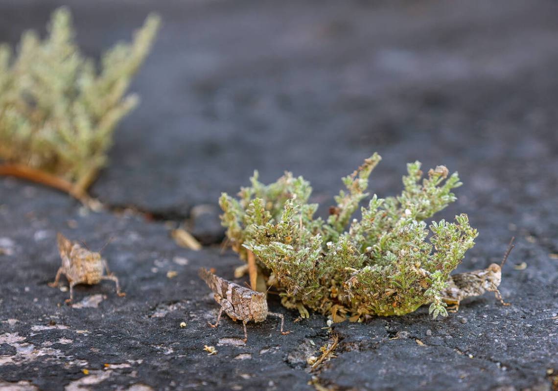 Grasshoppers gather in parking lot on Thursday, May 18, 2023, in Las Vegas. (L.E. Baskow/Las Ve ...
