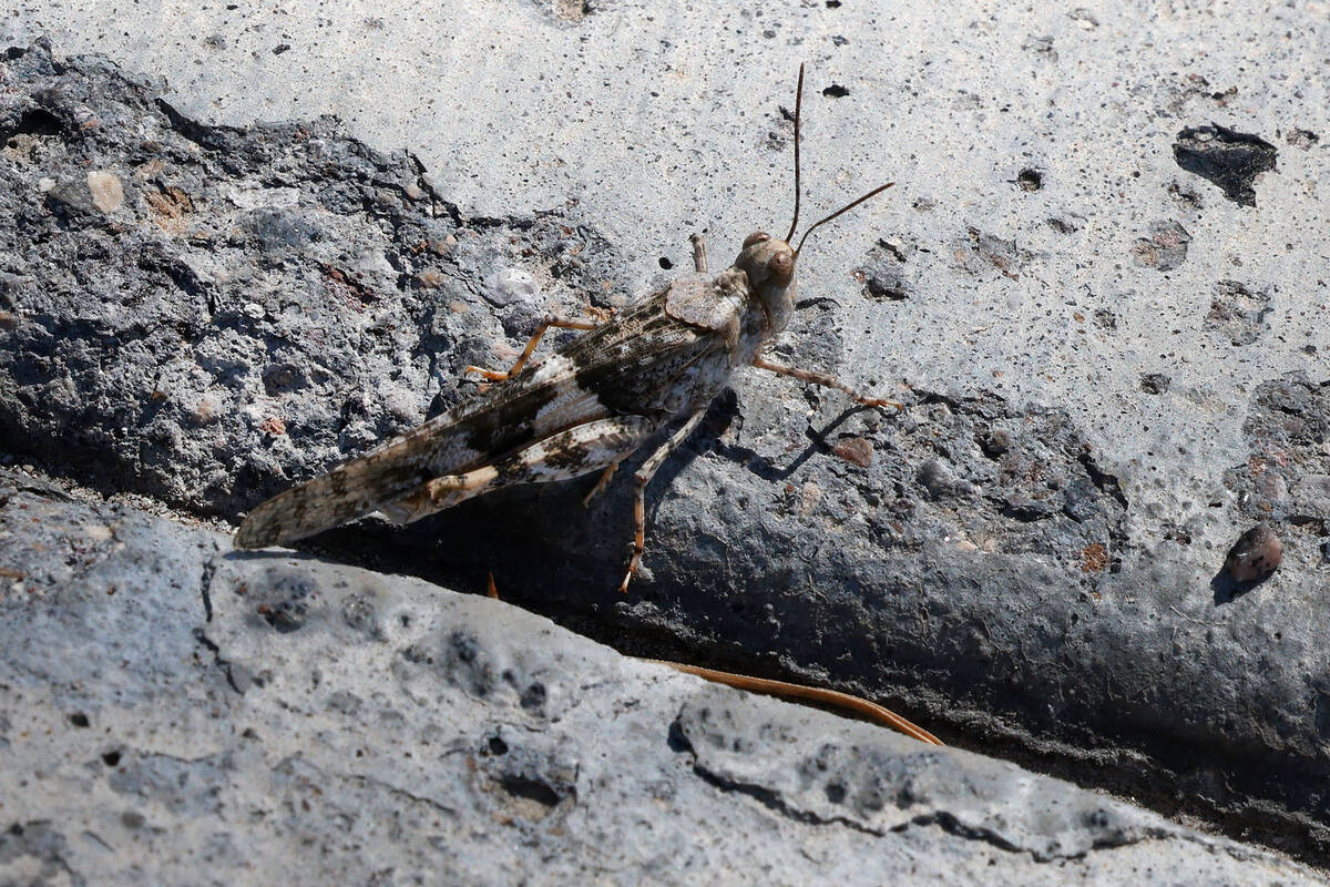 A grasshopper is seen,Thursday, May 18, 2023, in Henderson. (Chitose Suzuki/Las Vegas Review-Jo ...