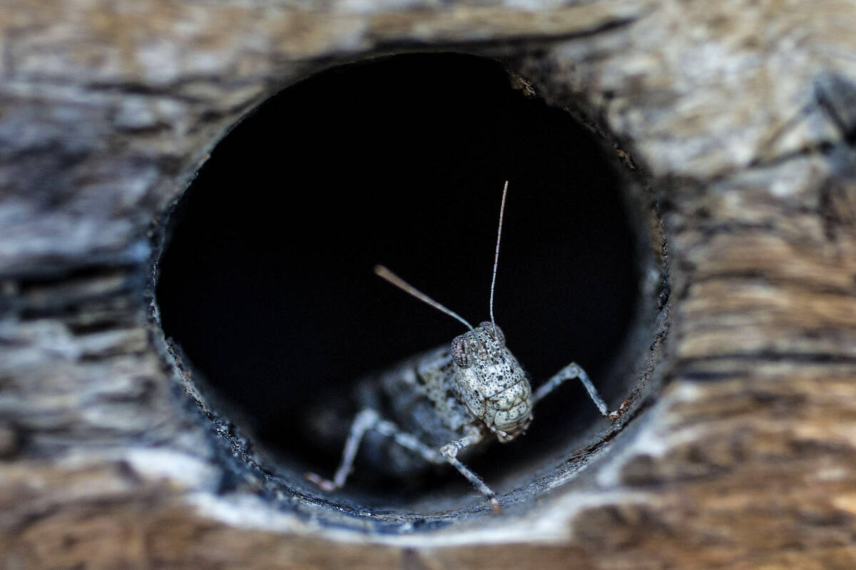 A grasshopper rests on a wall outside California Pizza Kitchen in downtown Summerlin on Thursda ...