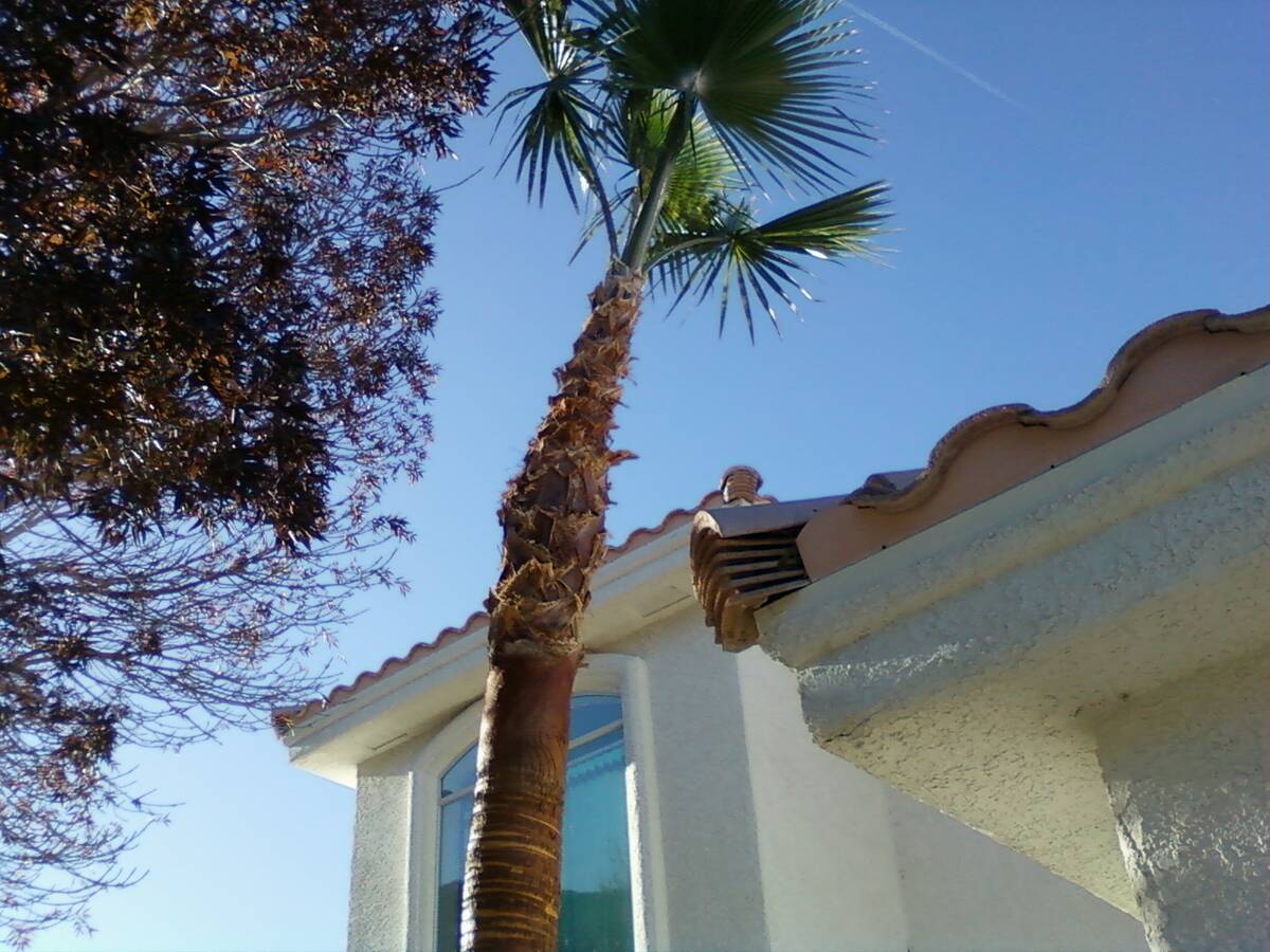 Skinning palms does not cause sunburn and borers. The cost of skinning palms goes up as they ge ...