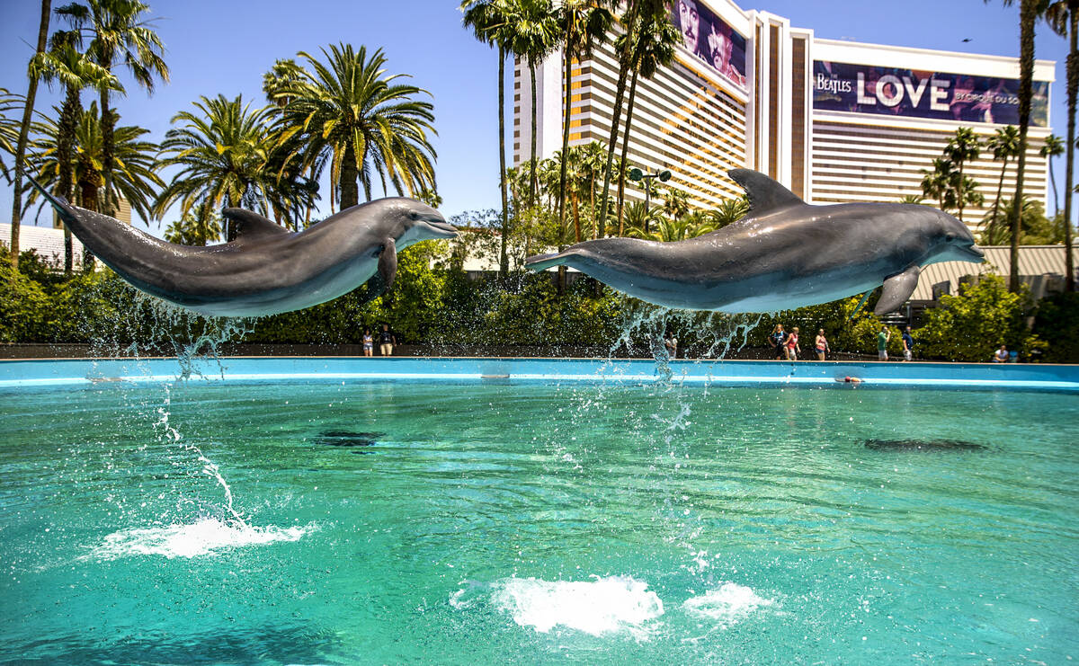 Dolphins leap through the air at the Siegfried & Roy's Secret Garden and Dolphin Habitat within ...