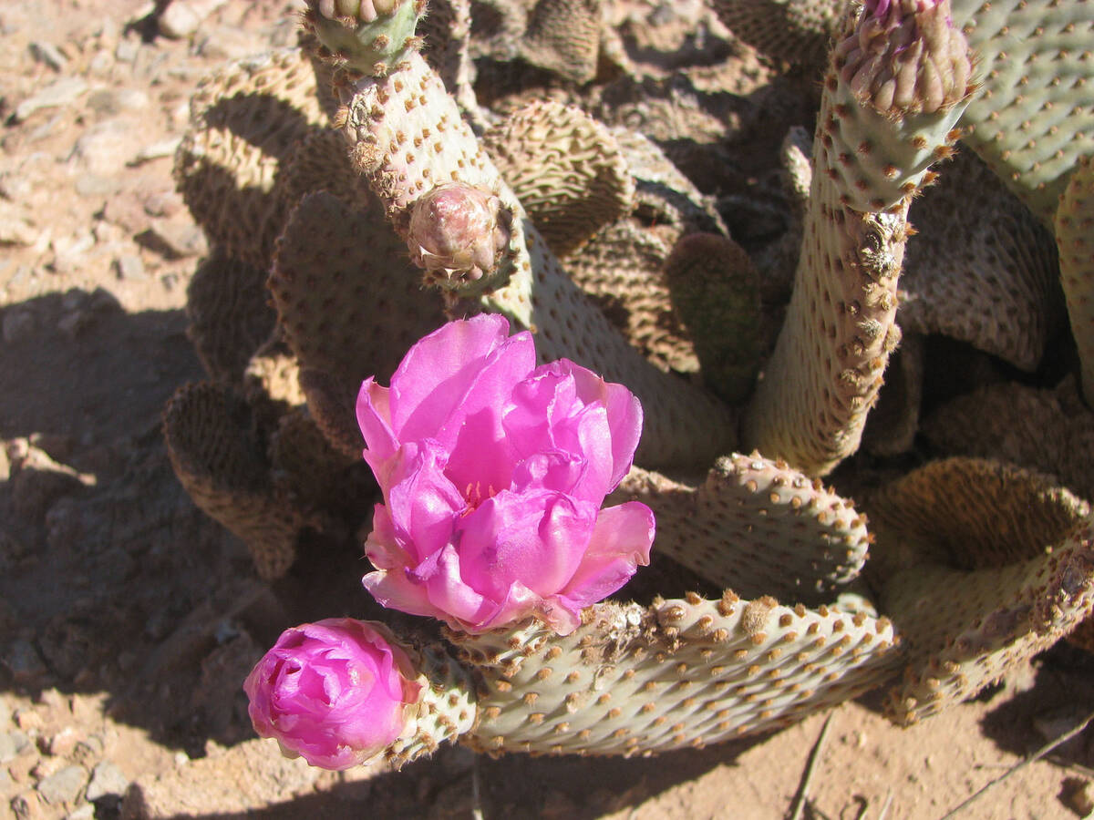 A prickly pear cactus blossoms near Rainbow Gardens, east of Frenchman Mountain. (Las Vegas Rev ...