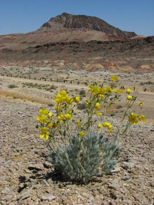 A bear paw poppy blooms near Rainbow Gardens on the east side of Frenchman Mountain in April 20 ...