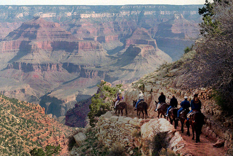 A mule train winds its way down the Bright Angel trail at Grand Canyon National Park, Ariz., in ...
