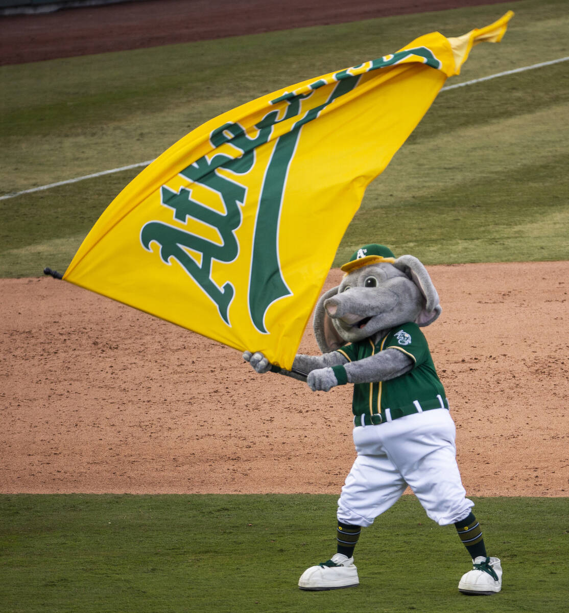 Oakland Athletics mascot Stomper waves the team banner on the field after defeating the Clevela ...
