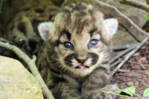 A female mountain lion kitten is shown in Simi Hills, northwest of Los Angeles, Thursday May 18 ...