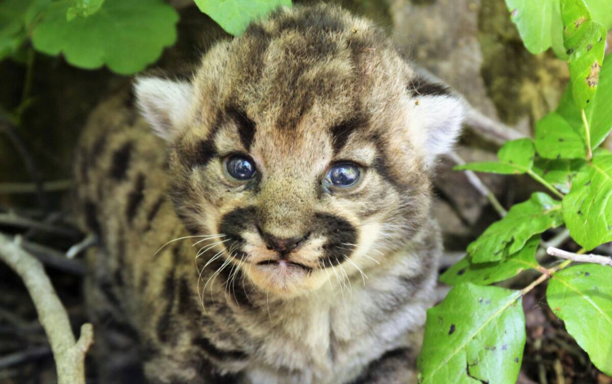 A female mountain lion kitten is shown in Simi Hills, northwest of Los Angeles, Thursday May 18 ...