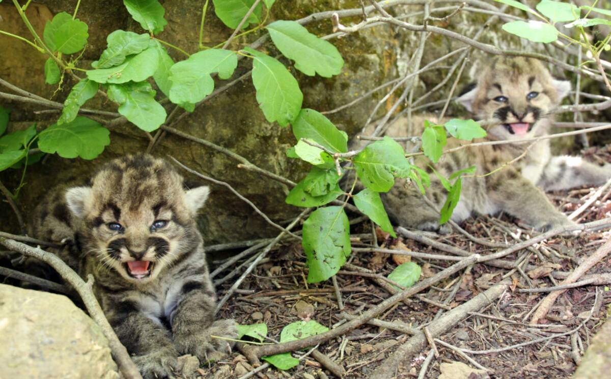 Two female mountain lion kittens are seen near a rock in Simi Hills, northwest of Los Angeles, ...