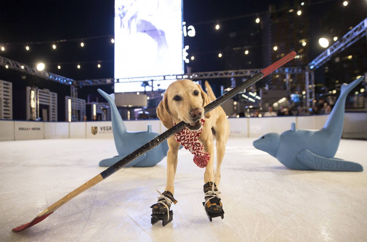 Dog Skates