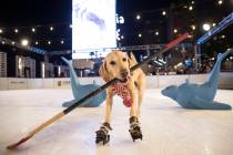 Benny, a Labrador Retriever mix, ice skates at The Cosmopolitan of Las Vegas on Wednesday, Dec. ...