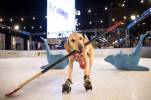 Golden Knights favorite Benny the Ice Skating Dog dies at 12