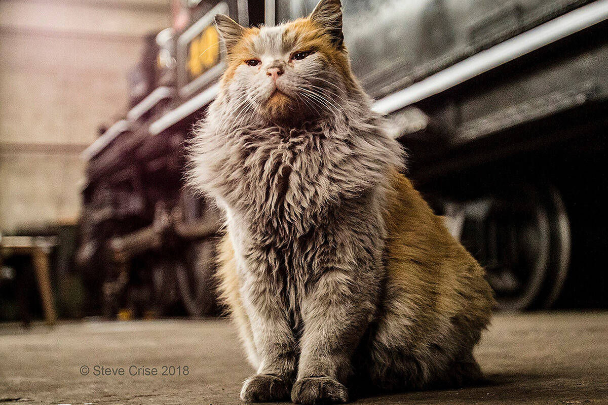 Dirt the cat, seen in 2018 at the Northern Nevada Railway. (Courtesy of Steve Crise and the Nev ...