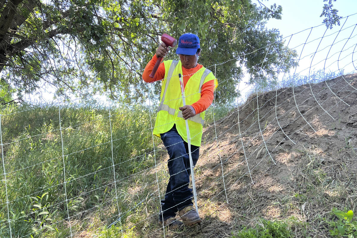 A goat herder from Peru puts up temporary fencing for a herd of grazing goats in West Sacrament ...