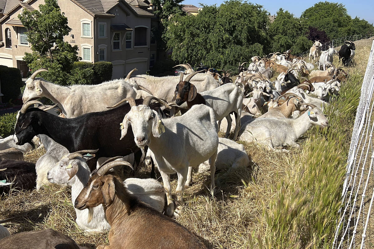 Goats graze on dry grass next to a housing complex in West Sacramento, Calif., on May 17, 2023. ...