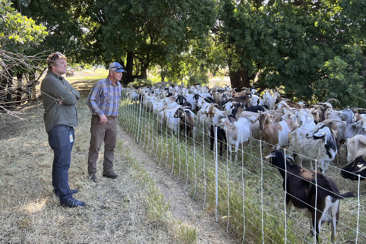 Jason Puopolo, parks superintendent for City of West Sacramento, and Tim Arrowsmith, owner of W ...