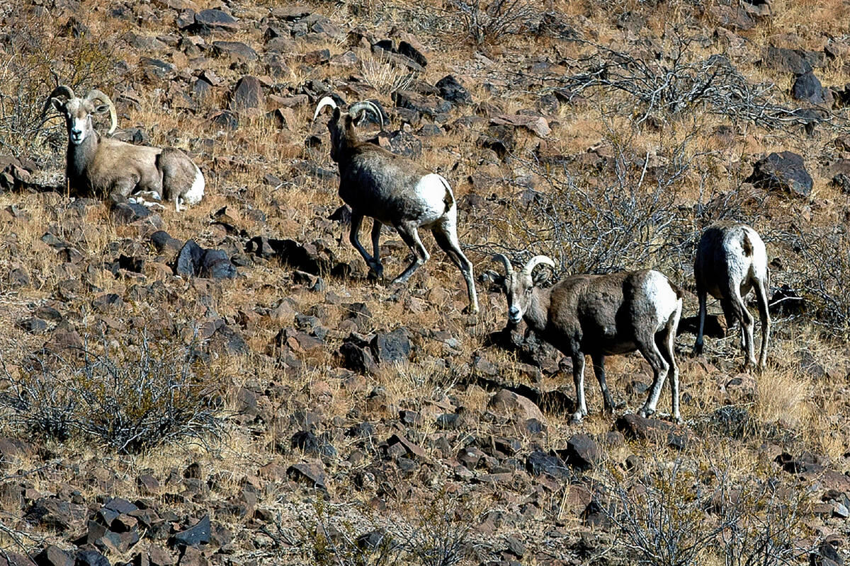 Bighorn sheep graze about the South McCullough Wilderness area within the Avi Kia Ame proposed ...