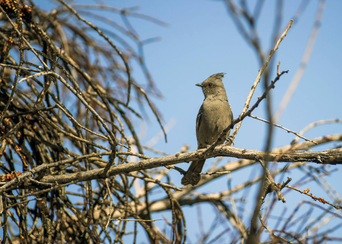 A female Phainopepla rests on a tree branch within the Avi Kia Ame proposed National Monument s ...