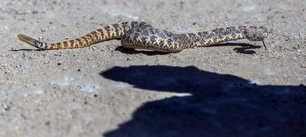 Herpetologist Bob McKeever checks out a Southwestern Speckled Rattlesnake along Christmas Tree ...