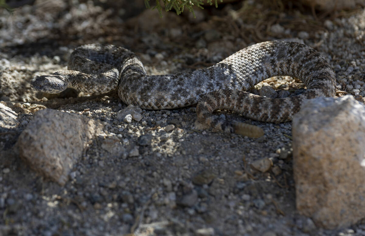 A Southwestern Speckled Rattlesnake seeks cover along Christmas Tree Pass Road along Christmas ...