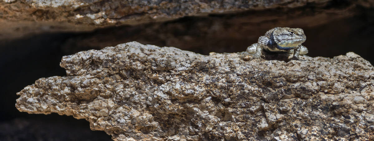 A Chuckwalla lizard sits about rock cover along Christmas Tree Pass Road along Christmas Tree P ...