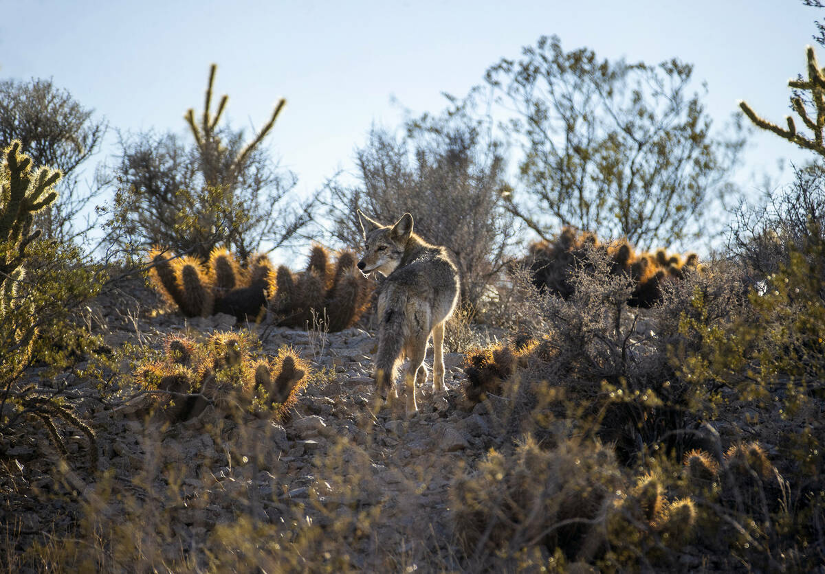 The Avi Kia Ame proposed National Monument site on Tuesday, Mar. 1, 2022, in Las Vegas. (L.E. B ...