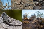 Do you know Nevada’s wildlife? Take this short quiz