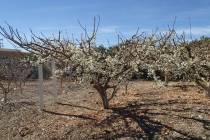 This 12-year-old Flavor Supreme pluot is in full bloom in February. (Bob Morris)